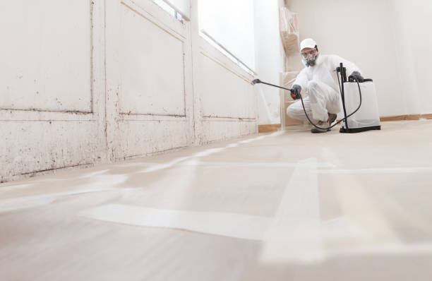 Black mold remediation team in Pomfret
